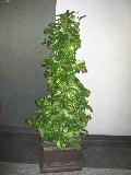Pothos, Devils Ivy / Scindapsus aureus